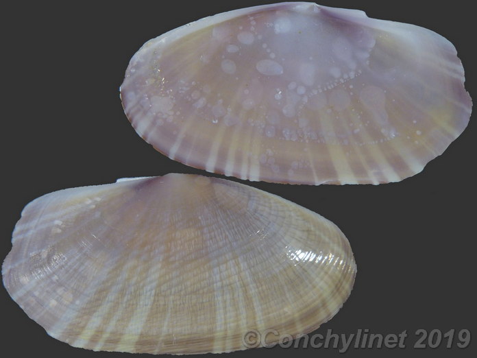 Gari pallida