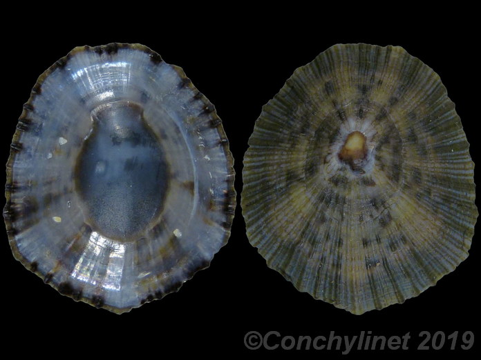 Cellana livescens