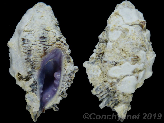 Morula striata