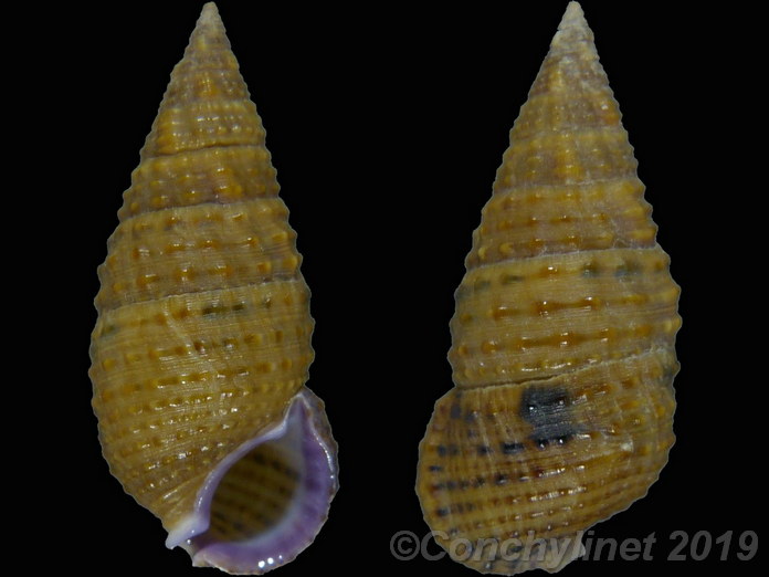 Clypeomorus purpurastoma