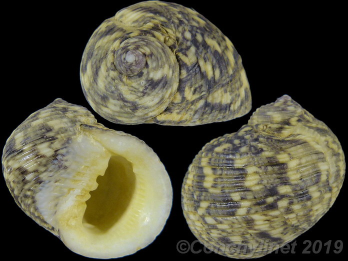 Nerita grossa