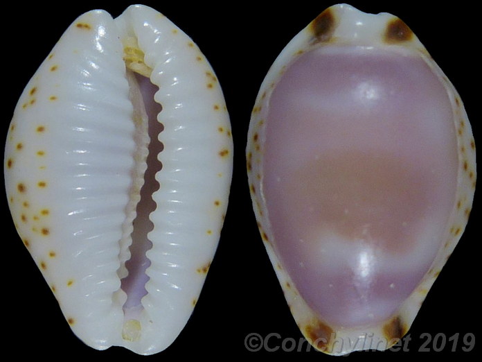 Cypraea owenii