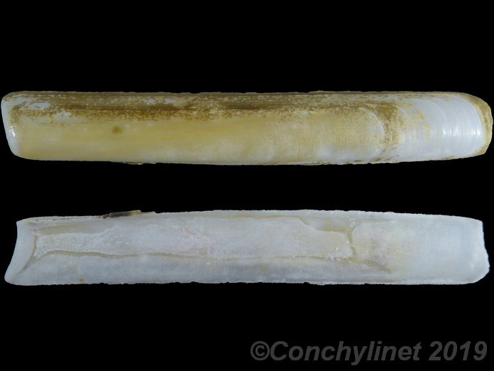 Solen cylindraceus