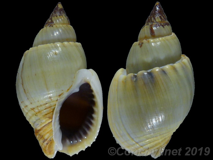 Nassarius coronatus