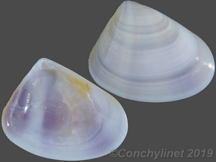 Donax lubricus