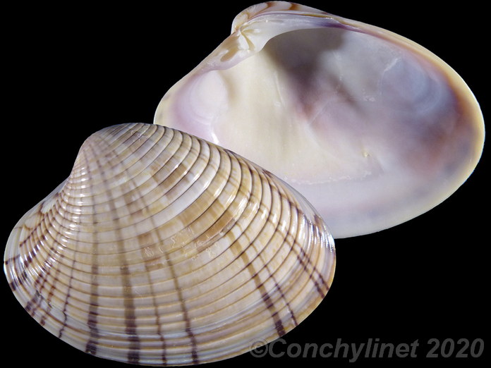 Callista erycinella