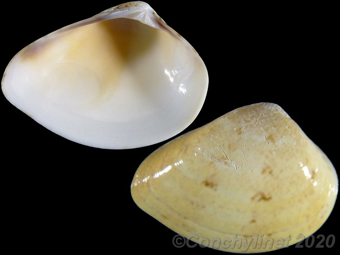 Eumarcia paupercula