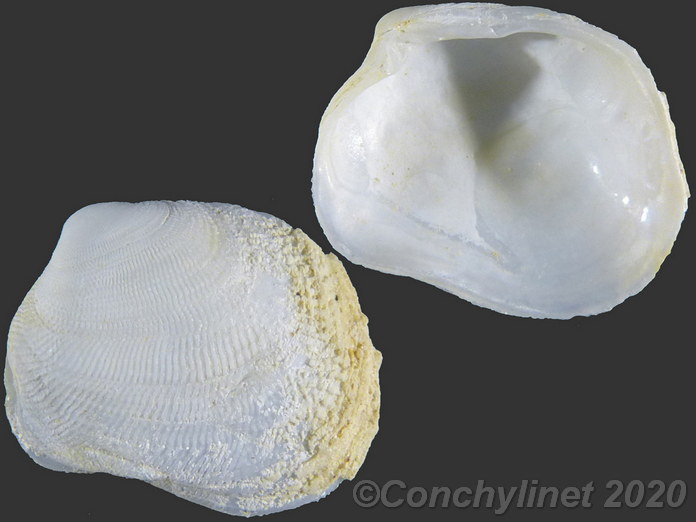 Petricola lapicida
