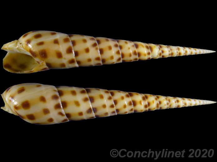 Oxymeris areolata