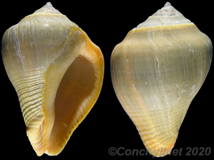 Volema pyrum