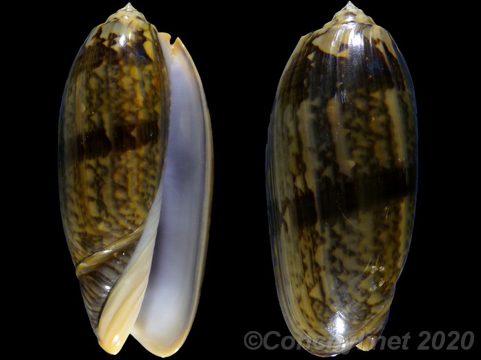 Oliva miniacea