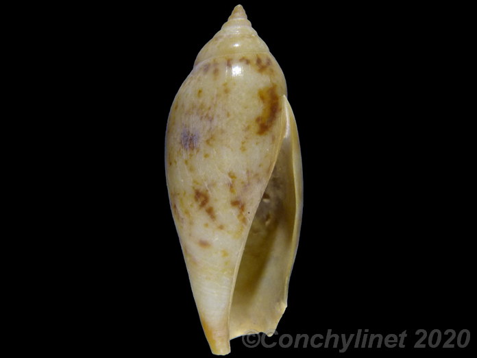 Strombus dentatus