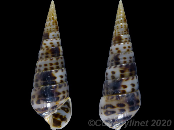 Pyramidella acus