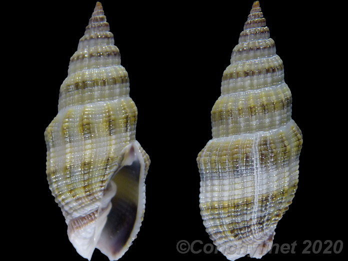 Vexillum exasperatum