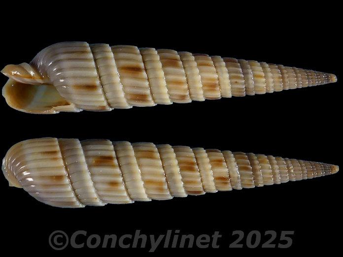Duplicaria duplicata patmartii