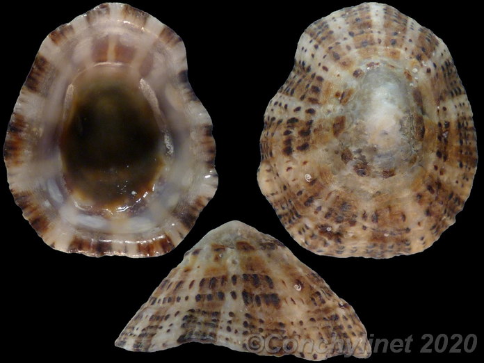 Patella rustica
