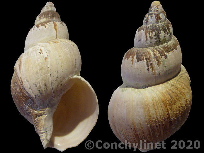 Neobuccinum eatoni