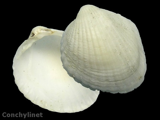 Fragum erugatum