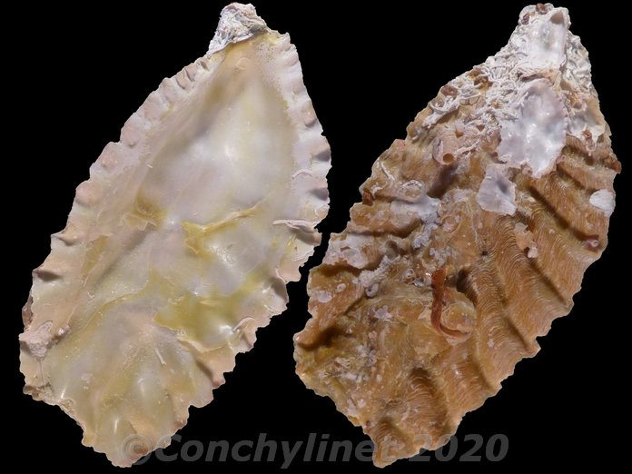 Dendostrea folium
