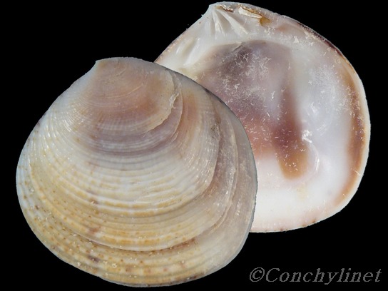 Circe sulcata