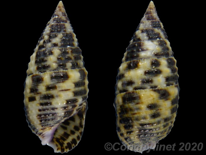 Clypeomorus purpurastoma
