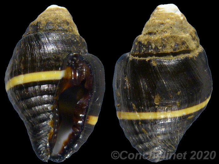 Engina mendicaria unilineata