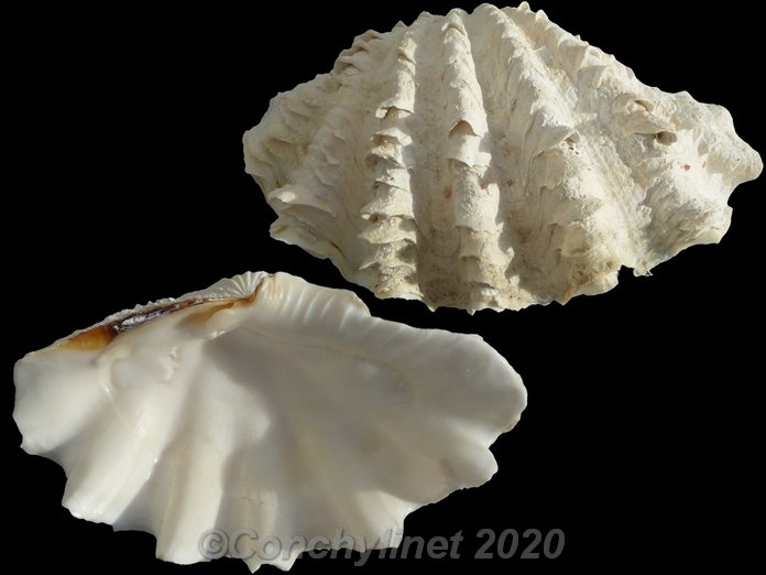 Tridacna maxima