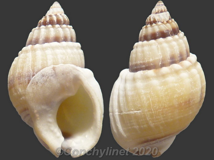 Nassarius pauperatus