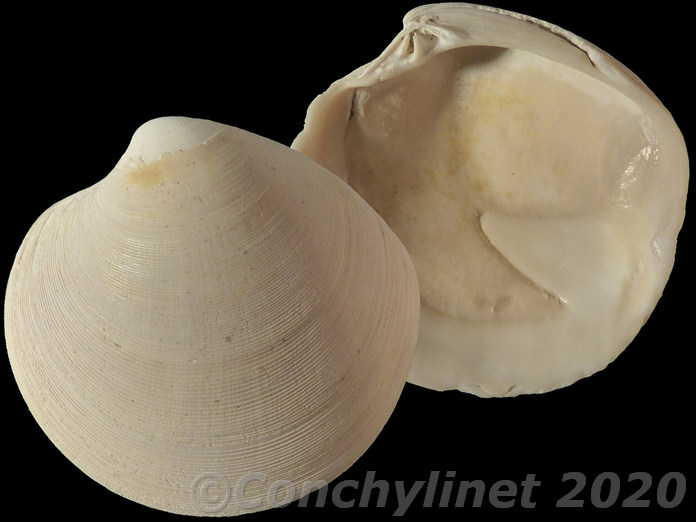 Dosinia caerulea