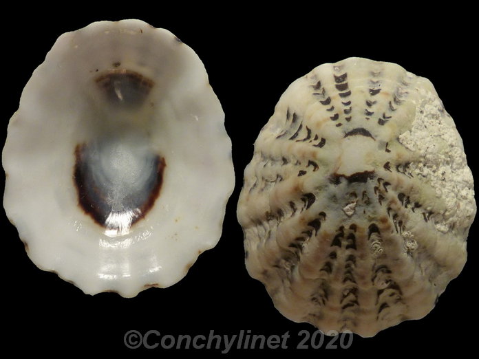 Patelloida alticostata