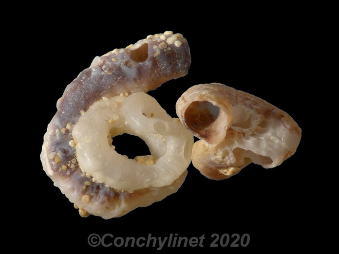Unidentified species