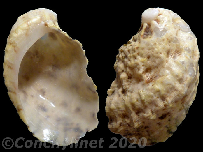 Stomatia phymotis