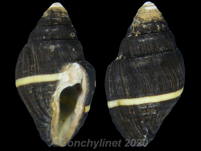 Engina mendicaria unilineata