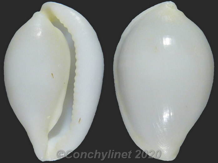 Calpurnus lacteus