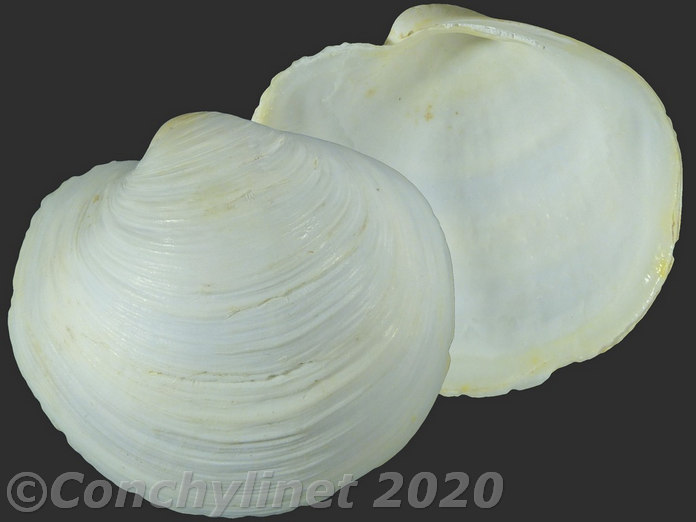 Afrophysema eutorna