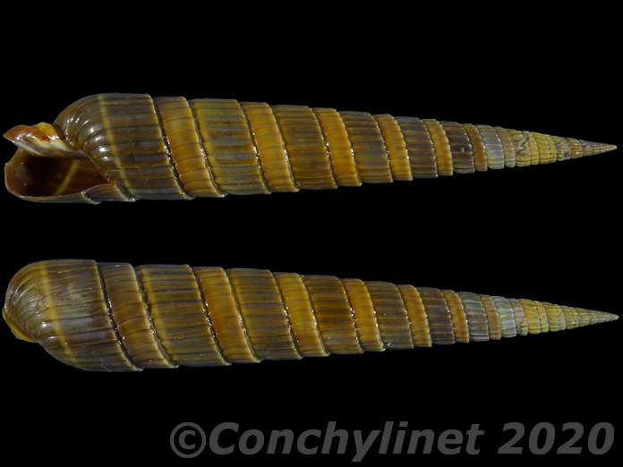 Duplicaria duplicata magnifica