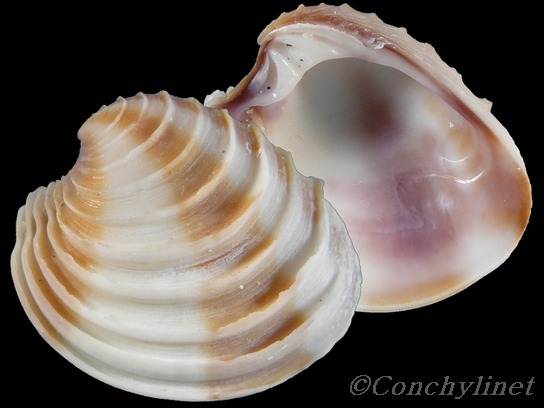 Placamen gravescens