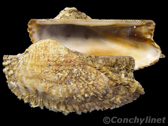 Arca noae