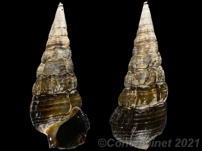 Terebralia palustris