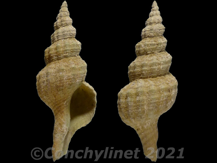 Gracilipurpura rostrata