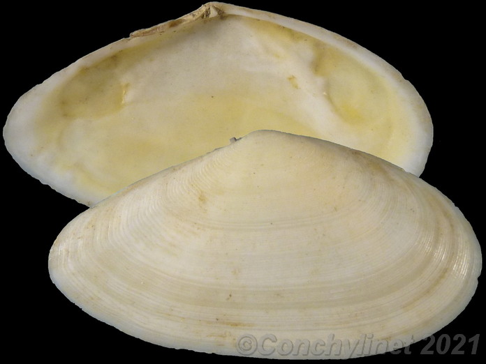 Peronidia albicans