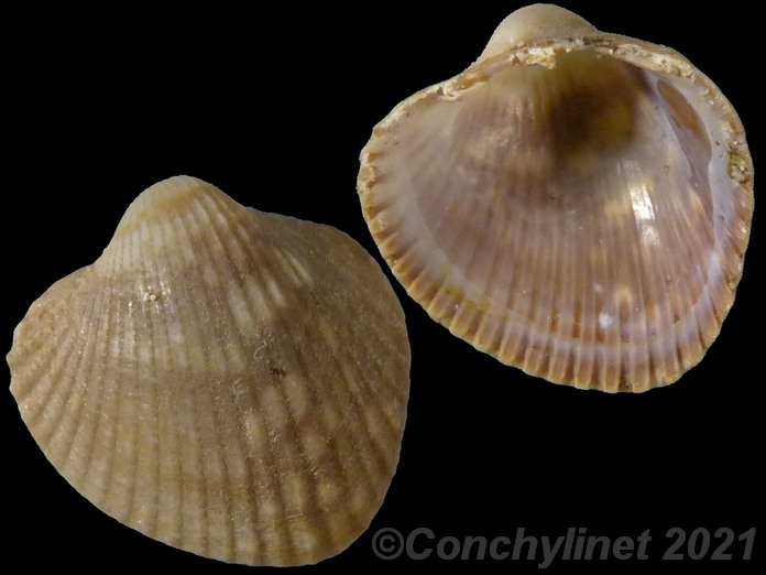 Parvicardium exiguum