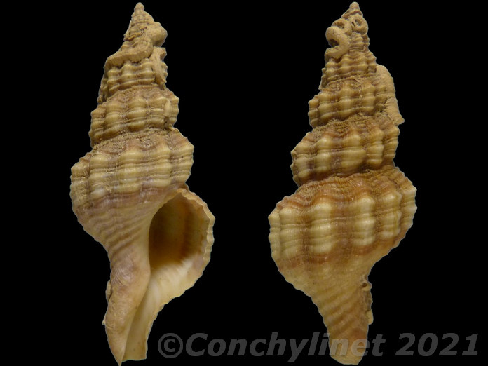 Fusinus syracusanus