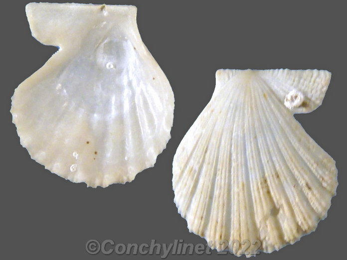 Glorichlamys elegantissima