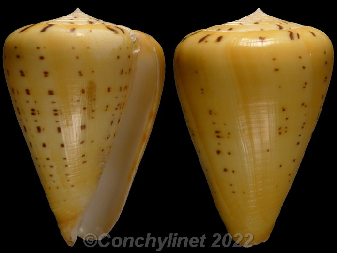 Conus betulinus