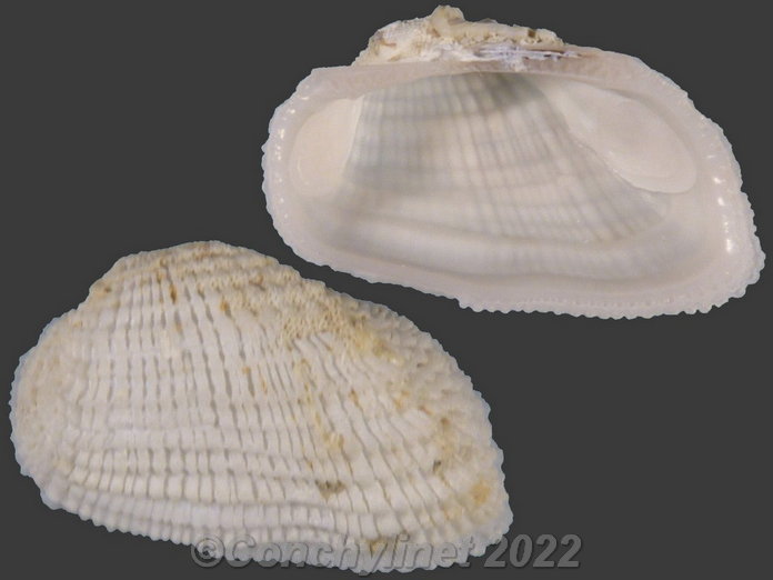 Acar gradata