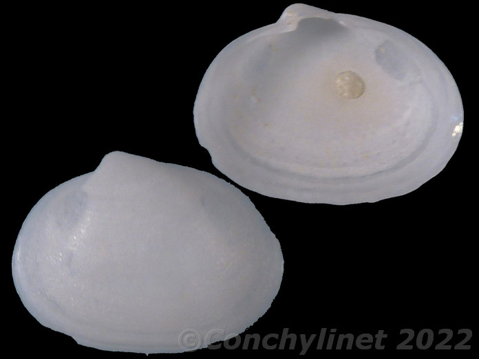 Scintillula pustulata