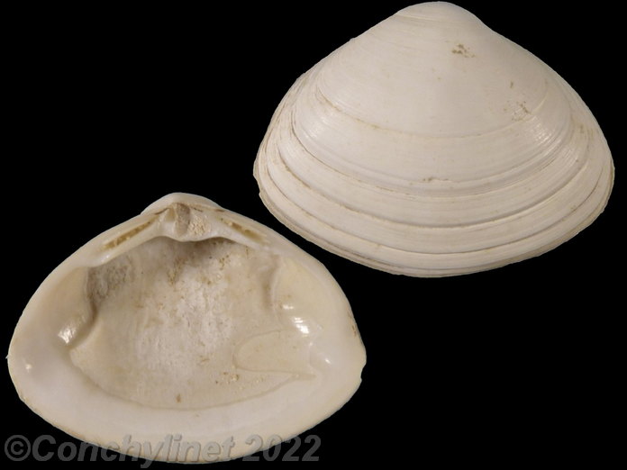 Spisula solida