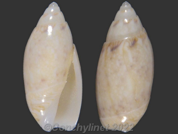 Jaspidella jaspidea