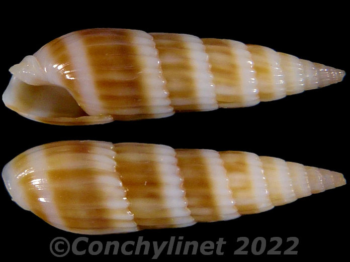 Hastula hastata